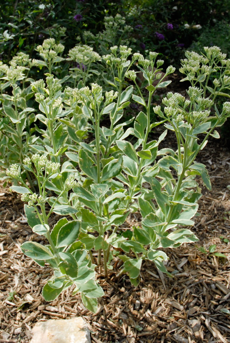 Frosty Morn Stonecrop